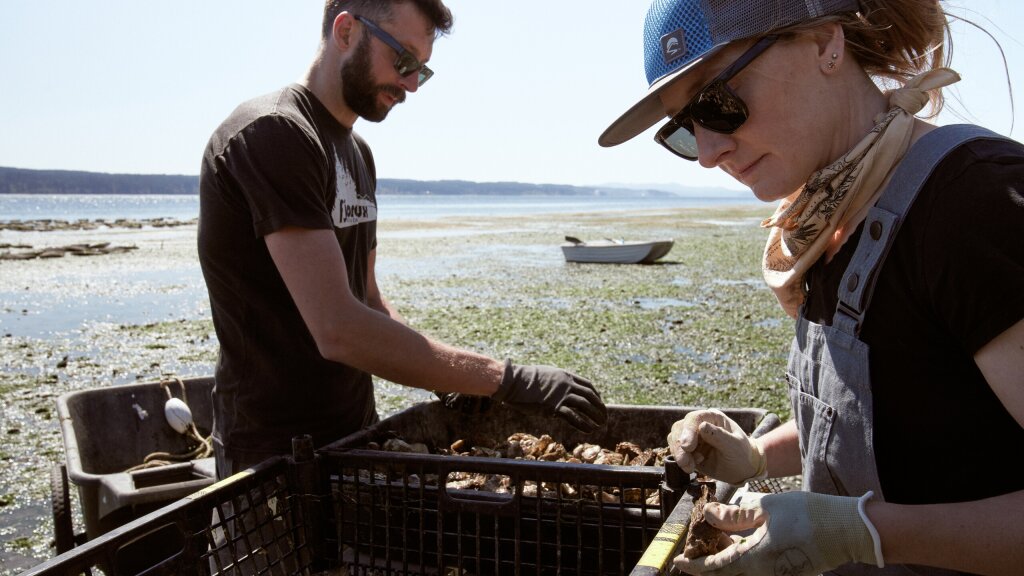 A male and female sorting freshly caught oysters on a beach.