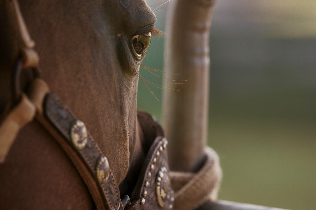 Close-up shot of a horse's eye.