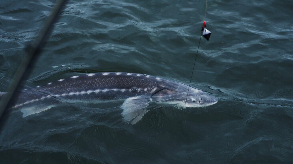 A photo of a white sturgeon being caught by a fisherman.