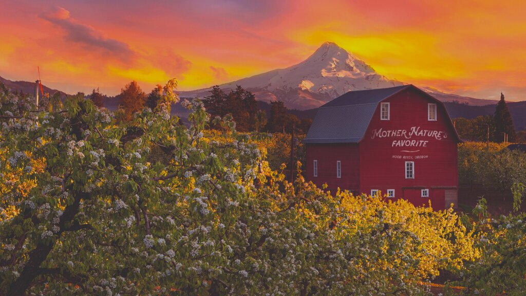 A sunset photo of Mount Hood in the distance with a red barn in an orchard.
