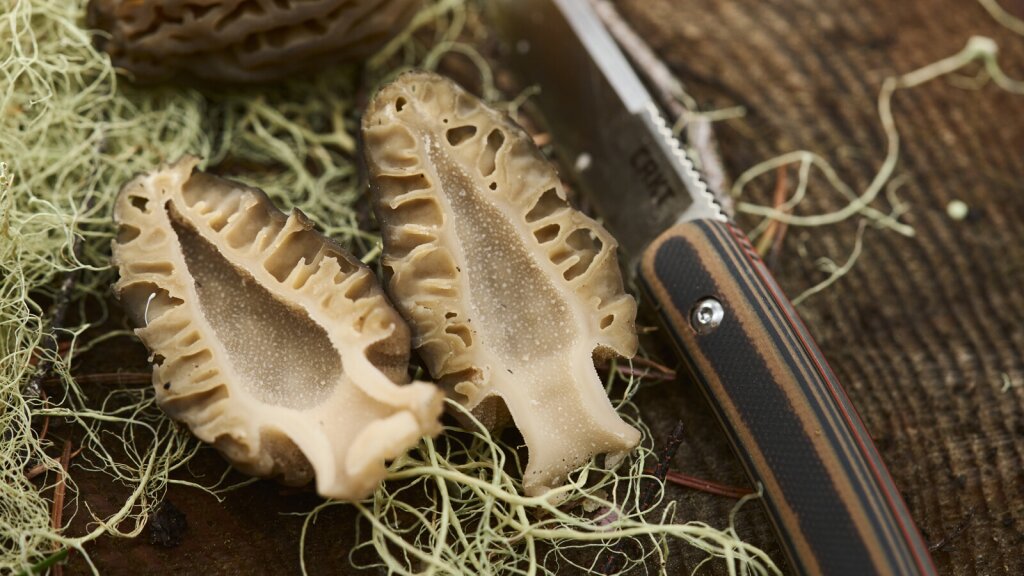 A close-up photo of a freshly cut morel mushroom with a CRKT knife laying next to it.