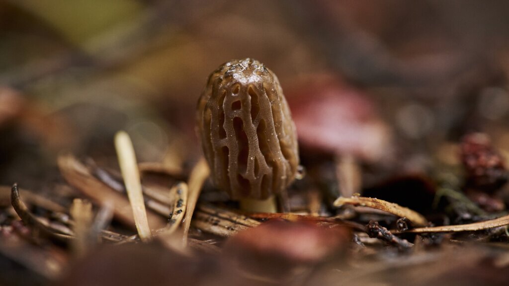 A close-up photo of a small morel mushroom growing up from the forest floor.